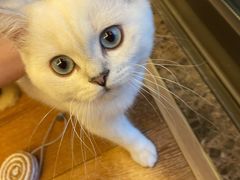-小猫来了·猫舍(红山六九七九店)