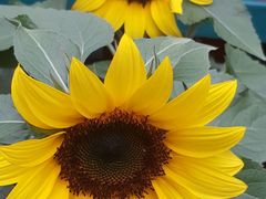 -金马仑薰衣草花园(Cameron Lavender)