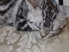 -lincat·猫舍(广州店)
