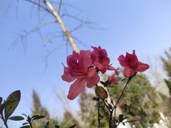 -合肥滨湖国家森林公园