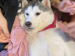 -Husky Go! 哈士奇体验馆·宠物咖啡厅狗咖