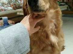 -米苏动物医院·犬猫专科·骨科外科内窥镜