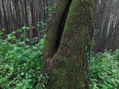-西湖风景区十里琅珰-五云山