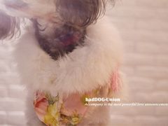 -八公叔叔宠物美容连锁(春申店)