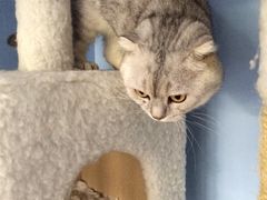 iphone_upload_pic-喵的天空名猫咖啡馆·撸猫·猫舍·用品