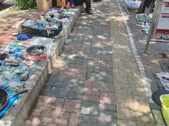 -中环花鸟鱼虫市场