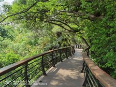 -深圳仙湖植物园