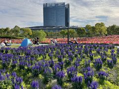 -春花秋色城市公园