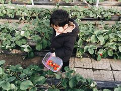 -宏泰园蔬果专业合作社