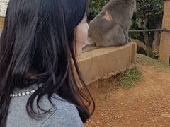 -岚山猴子公园