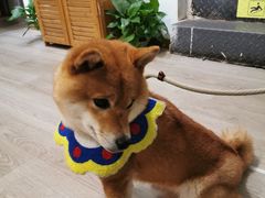 -柴迷FANS CLUB·柴犬狗咖·猫咖