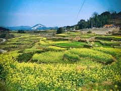 -桑洲油菜花景区
