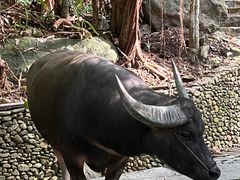 -海南槟榔谷黎苗文化旅游区