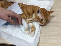 -北京观赏动物医院·24小时大型综合·猫专科·异宠专科