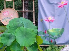 -莲花池公园