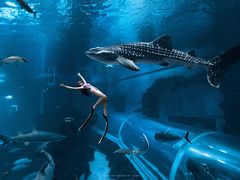 -成都浩海立方海洋公园