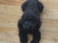 -瑞派福兴宠物医院犬猫全科·骨科·中西医结合(河东店)