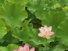 -永定河休闲森林公园