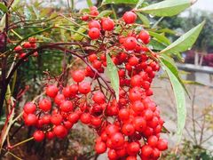 -齐汇维景大酒店游泳馆(山东政协大厦齐汇维景)