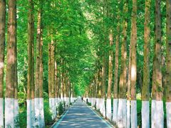 -合肥滨湖国家森林公园