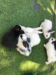 -萌宠亲子动物乐园(槐房万达店)