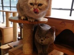 -more than meow吴止猫主题餐厅(承德 中船汇店)