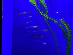 -上海海洋水族馆