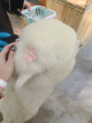 -神奇动物撸宠馆·羊驼·小浣熊·异宠(豫园店)