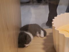 -屋虎猫馆(宝安大仟里店)