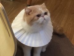 -滚猫咖啡·猫咖·猫友好撸猫(未来城店)
