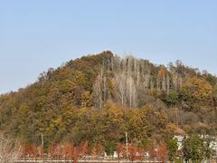 -千年银杏谷文化旅游区