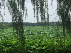-荷塘月色湿地公园·向阳花洲