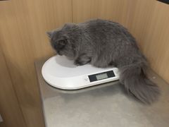 -米苏动物医院·犬猫专科·骨科外科内窥镜