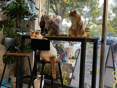 -平行世界·猫咖(首经贸店)