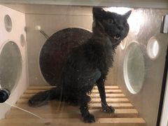 -1013 PET SHOP精品宠物商店(丁香店)