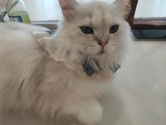 -共舞时光猫咖·狗咖(新街口店)