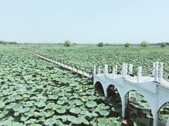 -洪湖生态旅游区