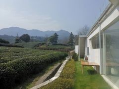 -龙坞茶村