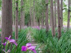 -上海长兴岛郊野公园