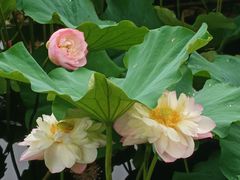 -重元寺香积厨素斋馆