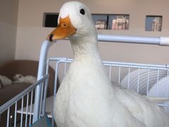 -怪兽屋·羊驼·猫咖·狗咖(俊华广场店)