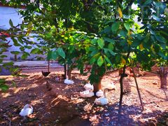 -众旺烙糕宴(悼陵监店)