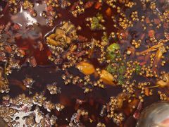 -味之绝热血美蛙鱼火锅(中坝店)