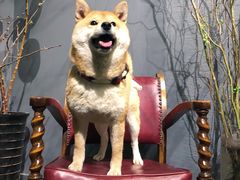 -百好乐宠物友好餐厅(朝外大街店)