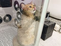 -FAELING PETS美天灵宠物(富力广场店)
