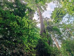 -西双版纳原始森林公园