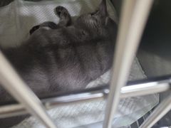 -子乐宠物医院