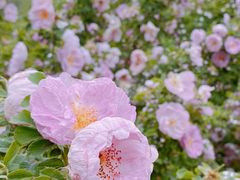 -北京国际鲜花港