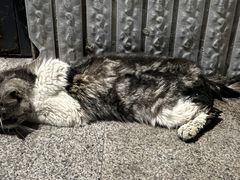 -北京观赏动物医院·24小时大型综合·猫专科·异宠专科