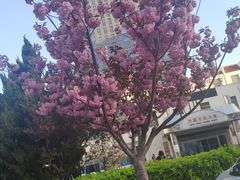 -山东大学(威海校区)